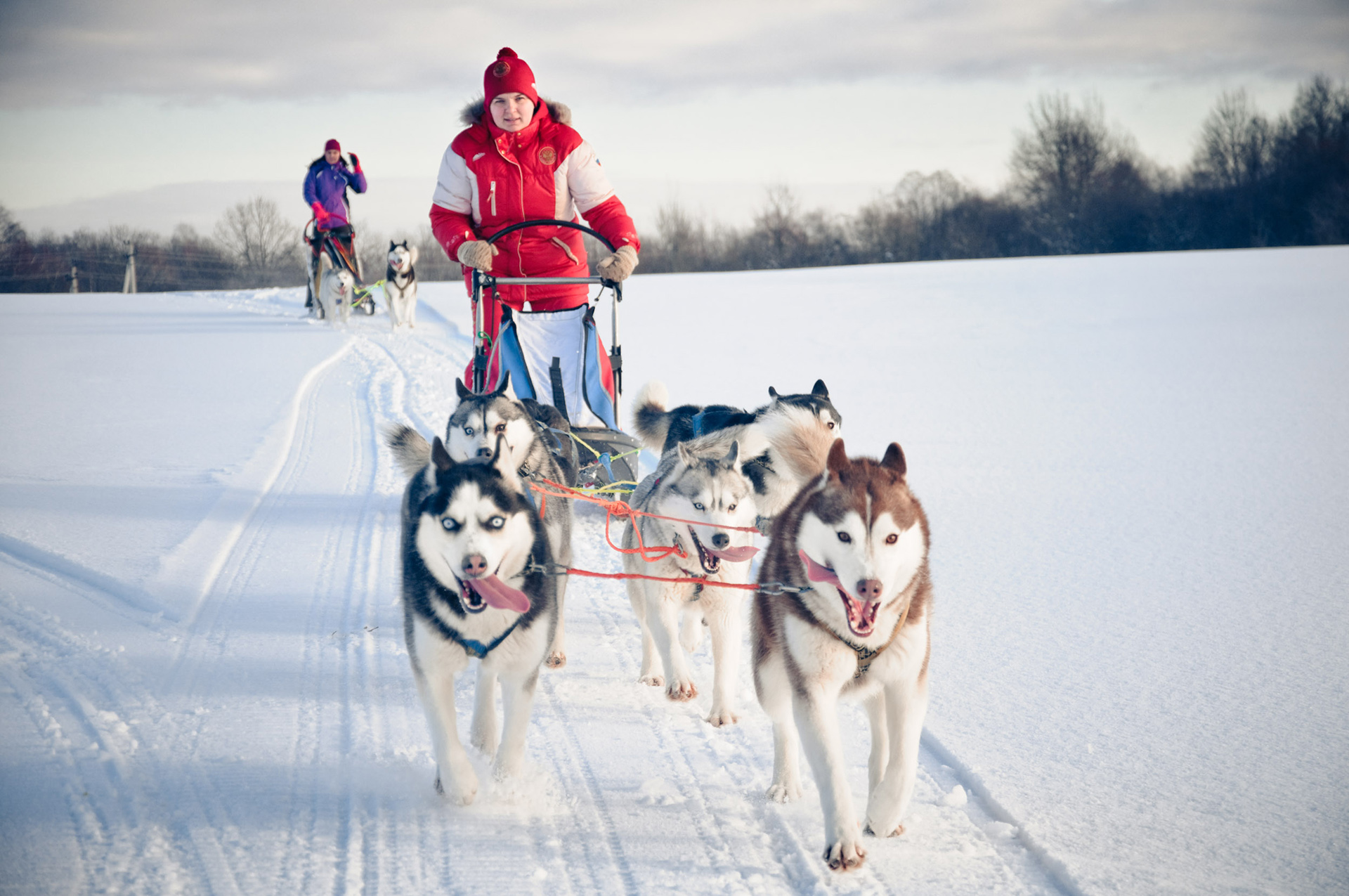 Chiens de traîneaux